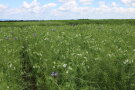 Das Foto zeigt ein Gemenge aus Erbse mit Leindotter und Phacelia zur Blüte.