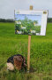 Eine Frau schraubt ein Schild fest, im Hintergrund Nutzhanfpflanzen.